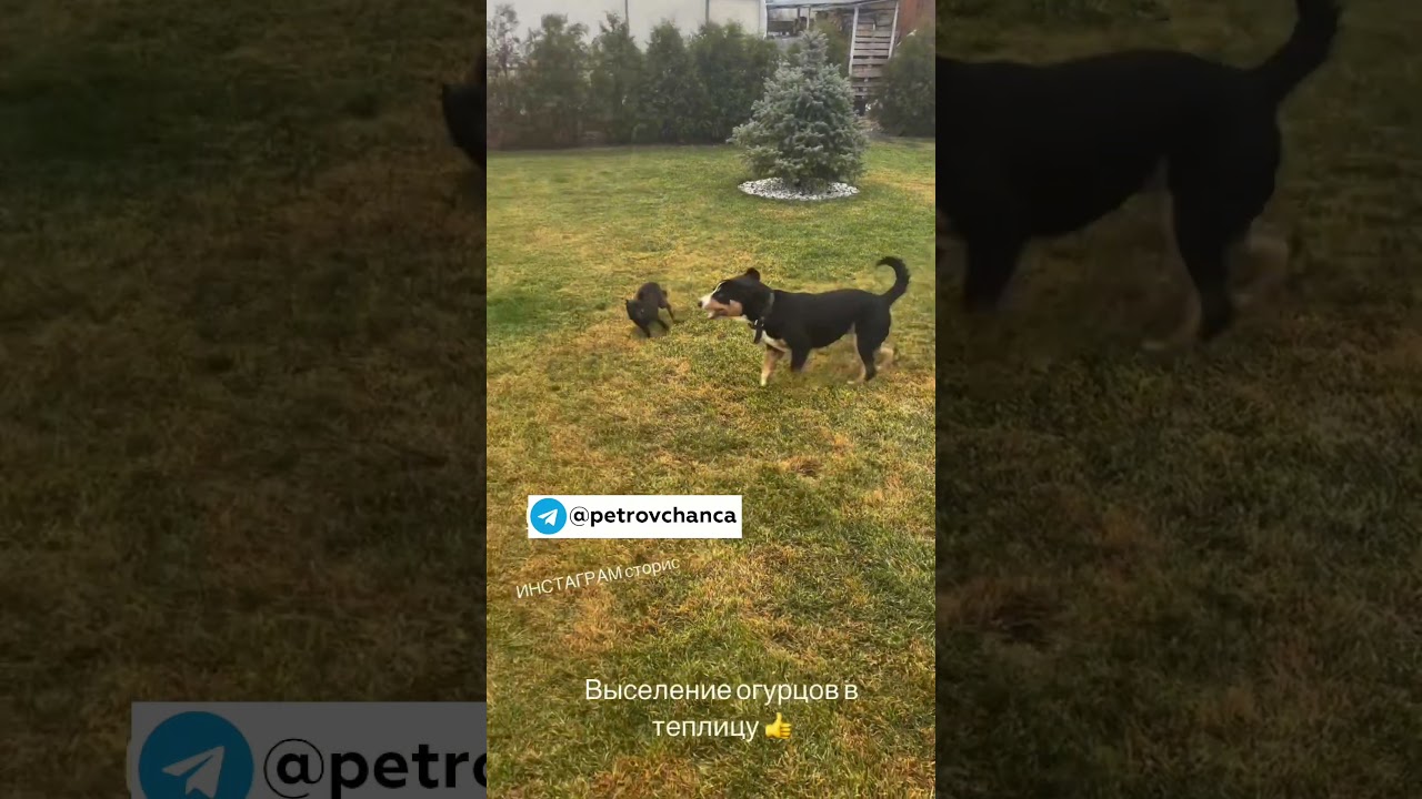 #garden