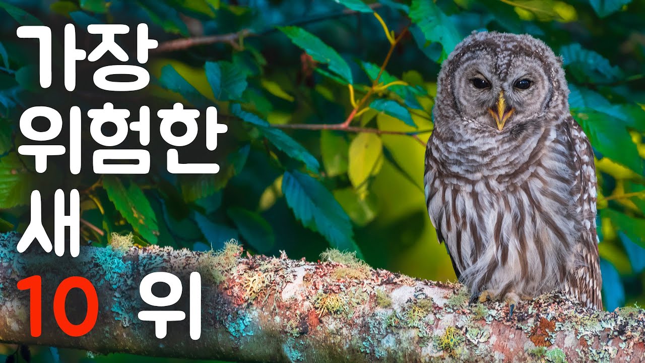 가장 위험한 새10위 | 동물의 세계 - Animal World Korean