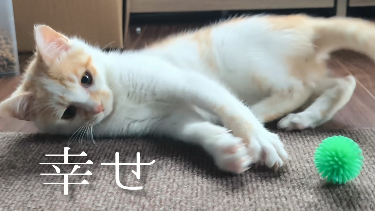 子猫と遊んでたら…