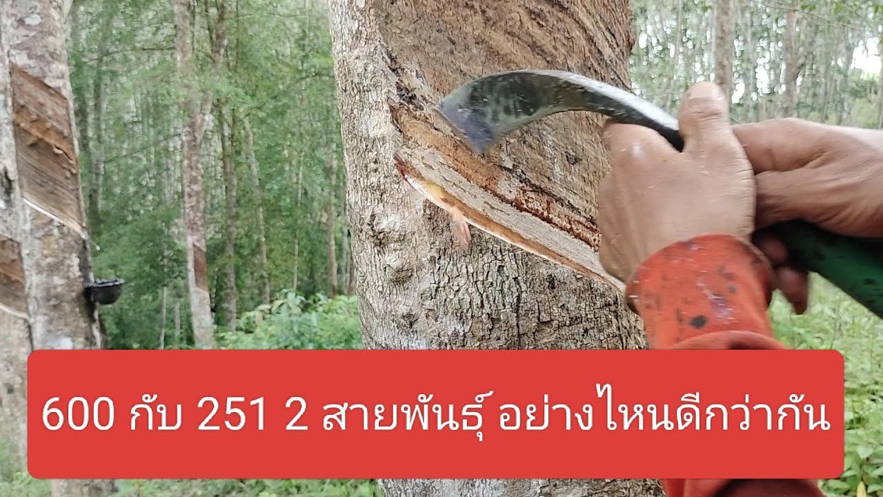 กรีดยางพันธุ์ 600 กับ พันธุ์ 251 เปรียบเทียบกับใครจะดีกว่ากัน