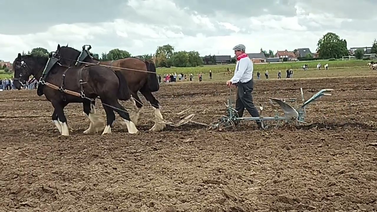 Eeuwige Paardenkracht: Sint-Juliaan in Langemark, 31/08/25   Deel 3