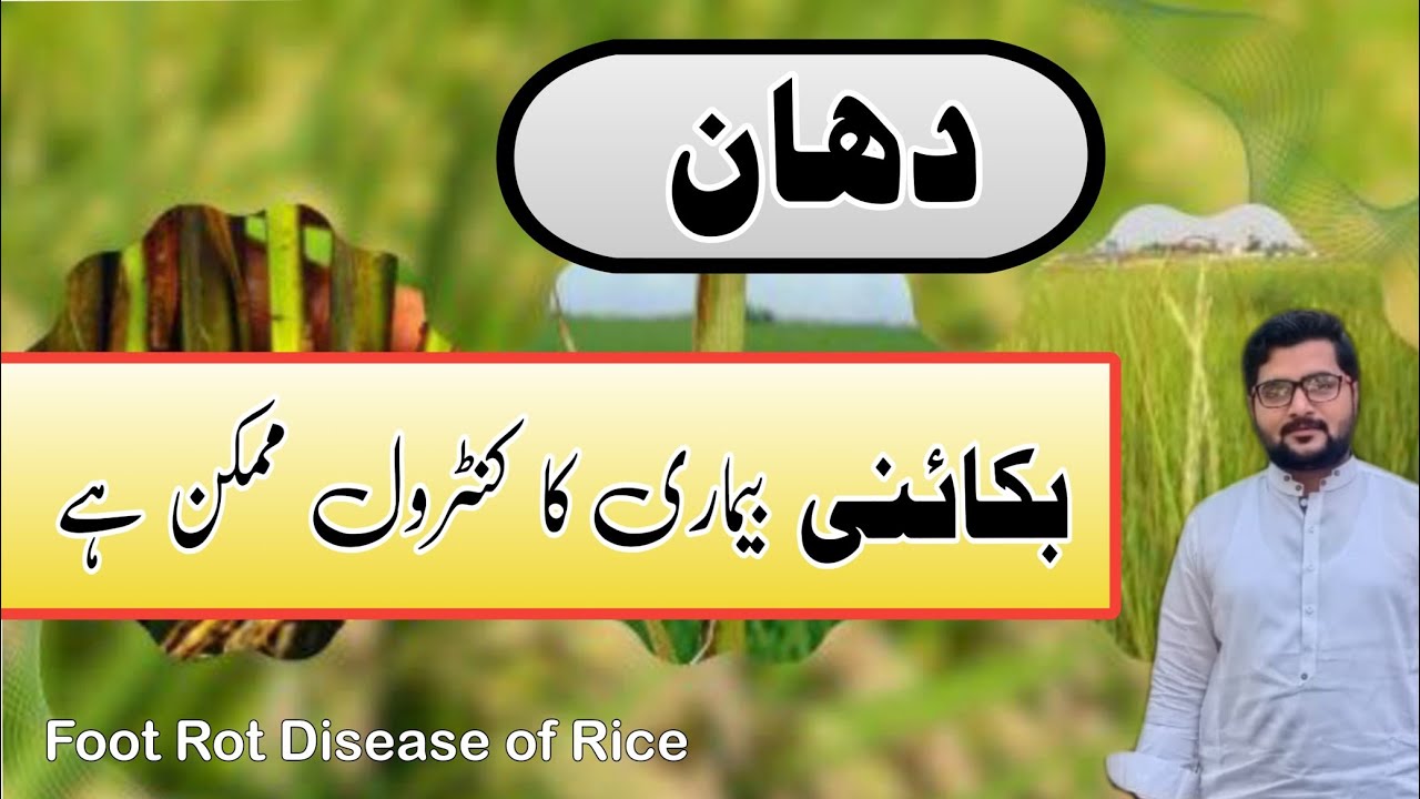 How to Manage Bakanae disease in Rice ||دھان کی بکائنی || Foot Rot of Rice || Agrarian Amin Lodhi