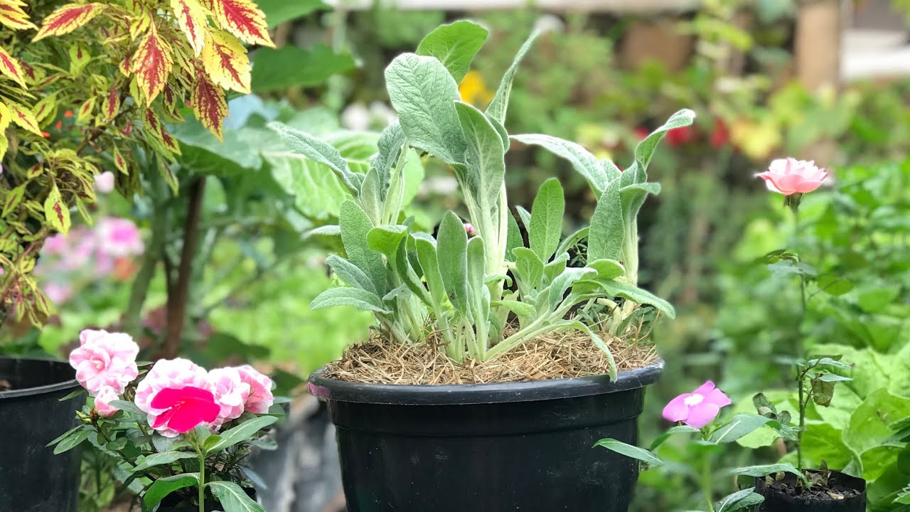 COMO PLANTAR PEIXINHO (Stachys Byzantina)