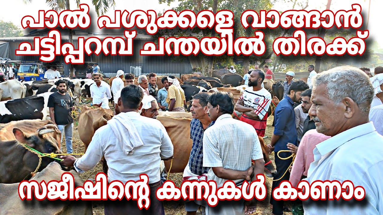പാൽ പശുക്കളെ വാങ്ങാൻ ചട്ടിപ്പറമ്പ് ചന്തയിൽ തിരക്ക് .. സജീഷിൻ്റെ കന്നുകൾ കാണാം 