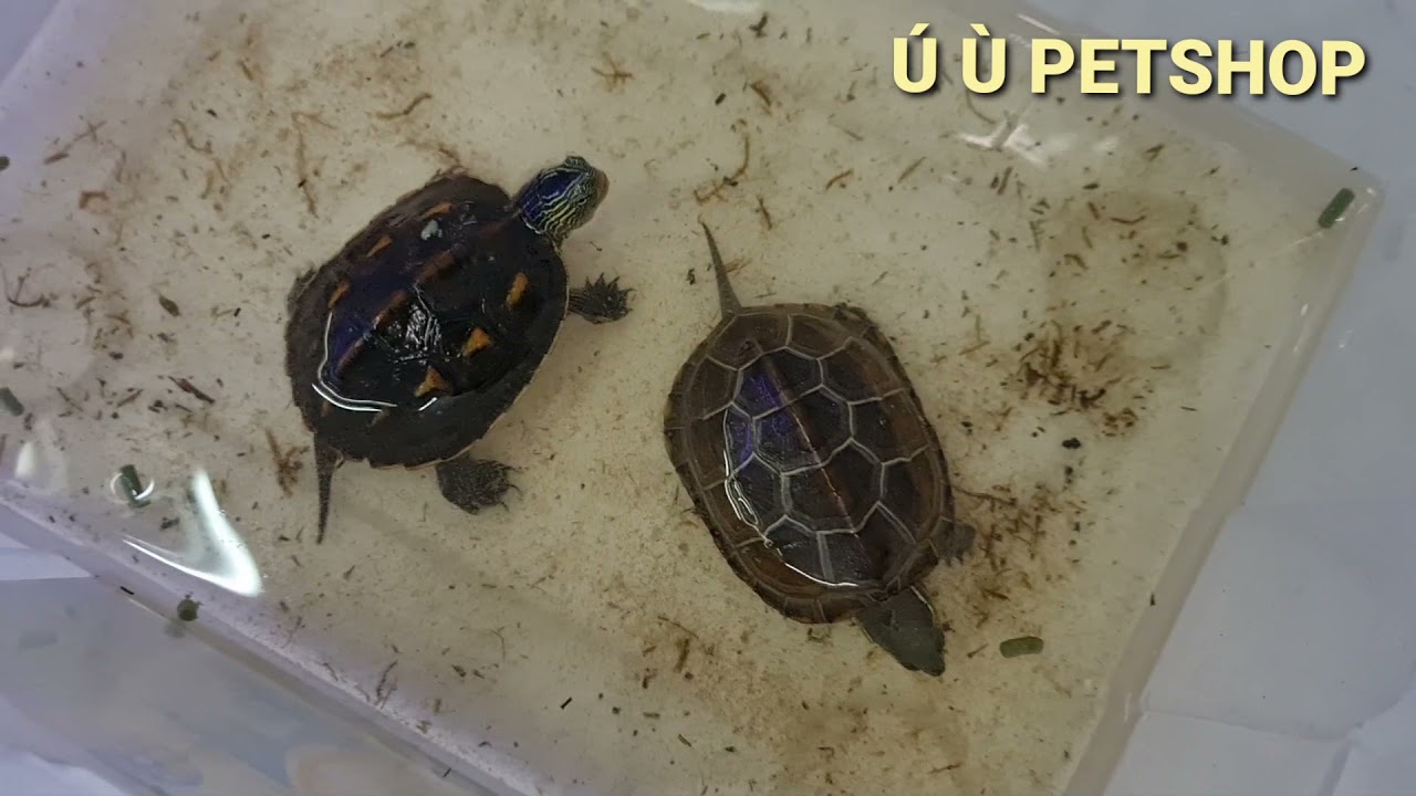 Show Rùa mới về Ú Ù PETSHOP mừng TẾT ĐOAN NGỌ - Phần 2
