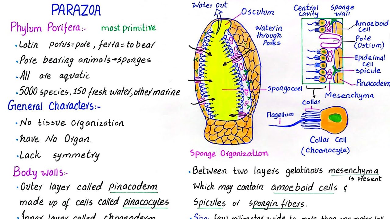 Phylum Porifera | subkingdom parazoa | general characteristics | class 11