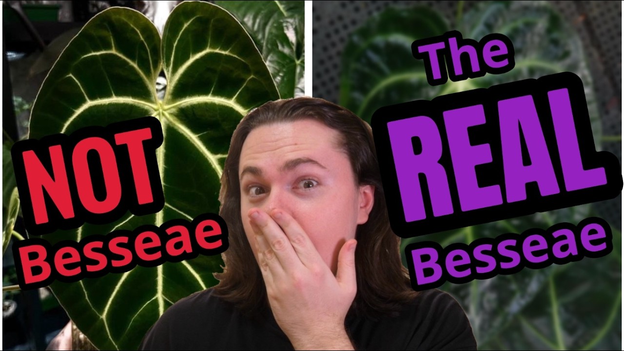 Anthurium Besseae Aff Vs TRUE Besseae