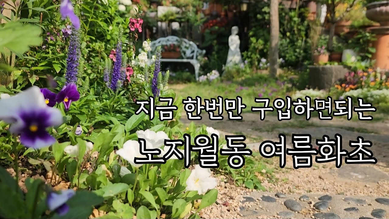 한번만 구입하면 되는 노지월동 여름 화초/여름정원에 꼭 있어야 하는 화초/도심속 주택정원 /작은정원에 화초키우기