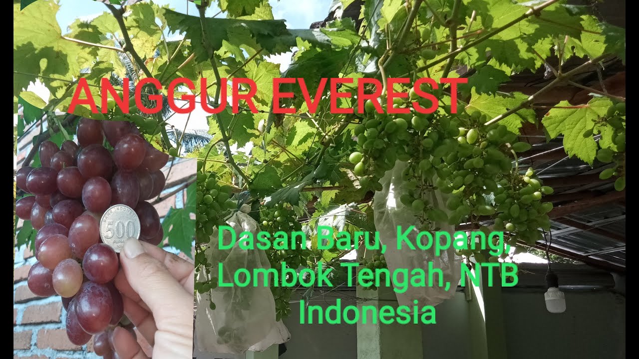 Anggur EVEREST berbuah lebat