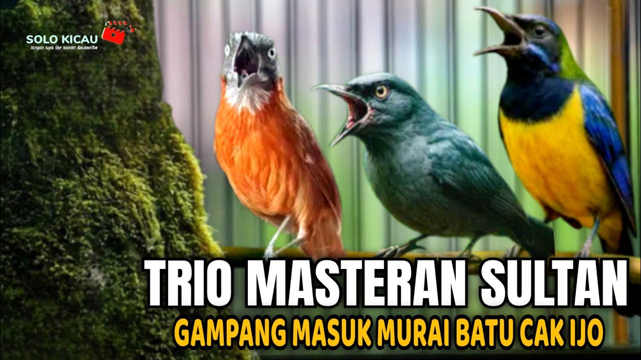 🔴TRIO MASTERAN SULTAN‼️ - CUCAK CUNGKOK, TEPUS KEPALA ABU, SRIGUNTING masuk murai batu, konin, ijo