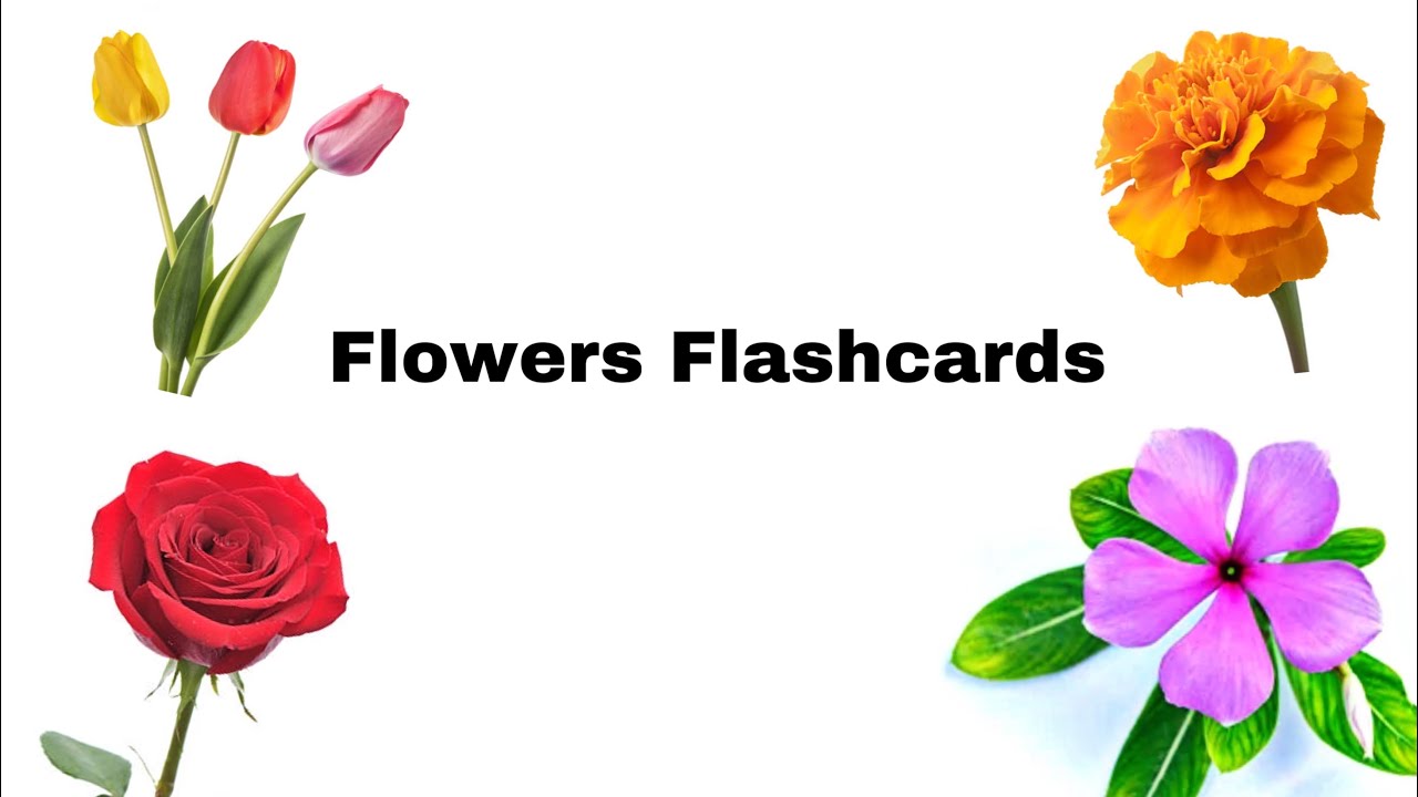 Flowers Name | English vocabulary | Flashcards for kids