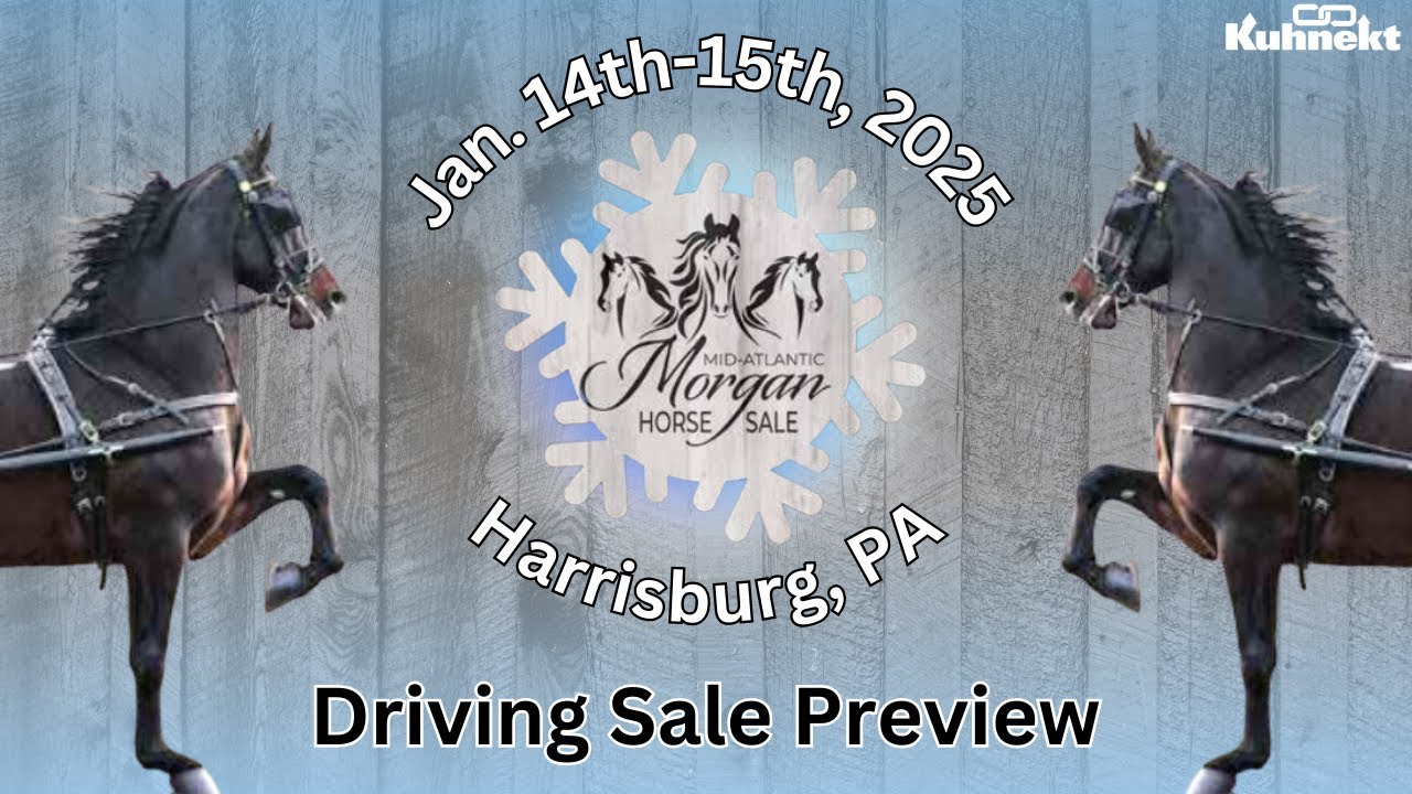 Driving Sale Preview - 2025 Mid-Atlantic Morgan Horse Sale