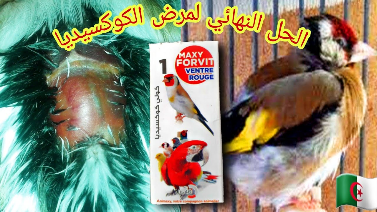 أفضل علاج لمرض الكوكسيديا للحسون والكناري (coccidiose) في القفص والسلاكة .