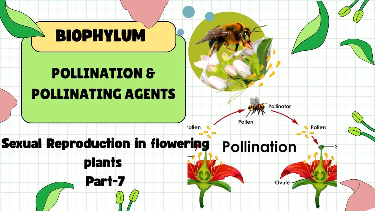 Pollination & Pollinating agents(Abiotic) Ch-1 XII part- 7 Sexual Reproduction In flowering plants
