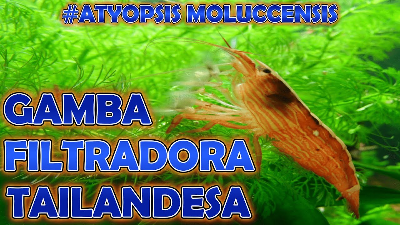 La GAMBA FILTRADORA TAILANDESA / Atyopsis Moluccensis / Todo lo que debes saber /