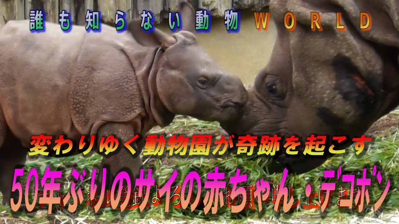 50年ぶりに誕生した赤ちゃんサイが可愛すぎる！！インドサイ親子の愛が見える