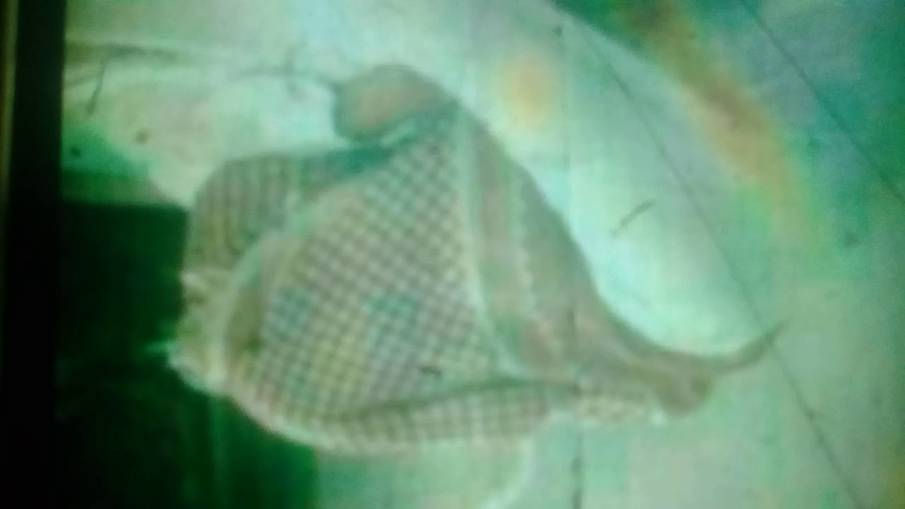 ١٥ مارس، ٢٠١٩
