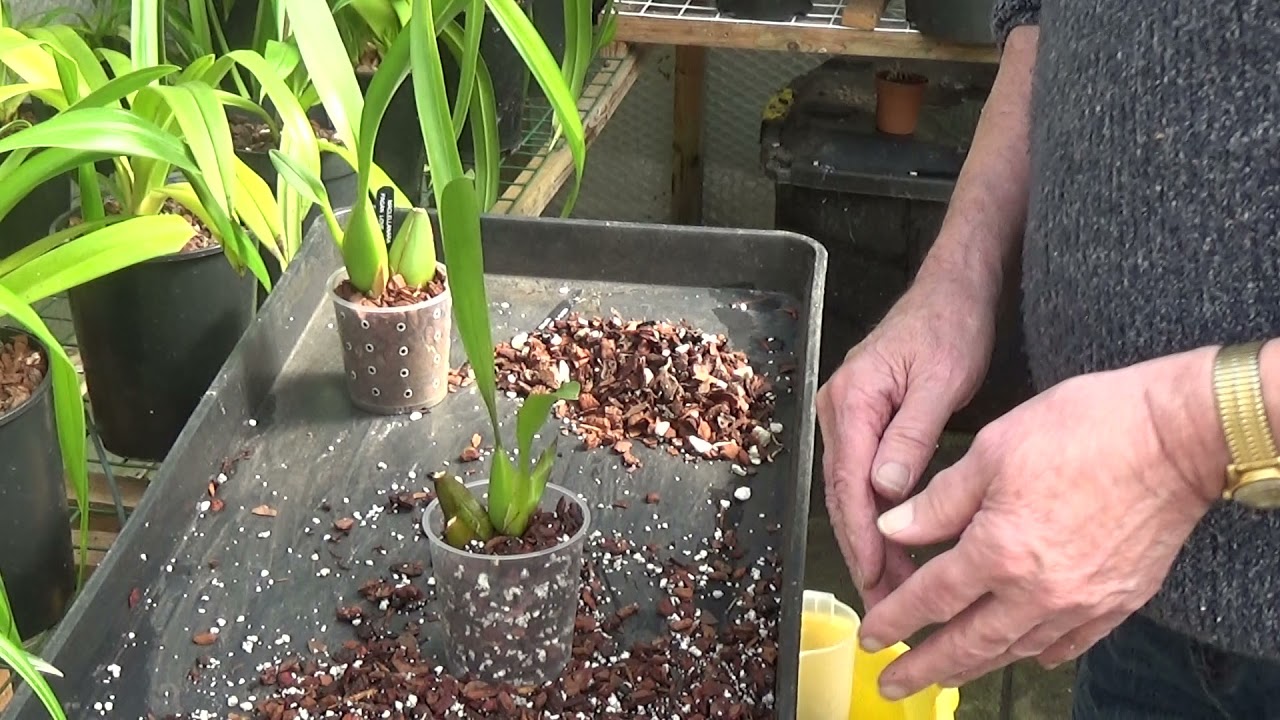 Three Oncidium type hybrids re-potted.