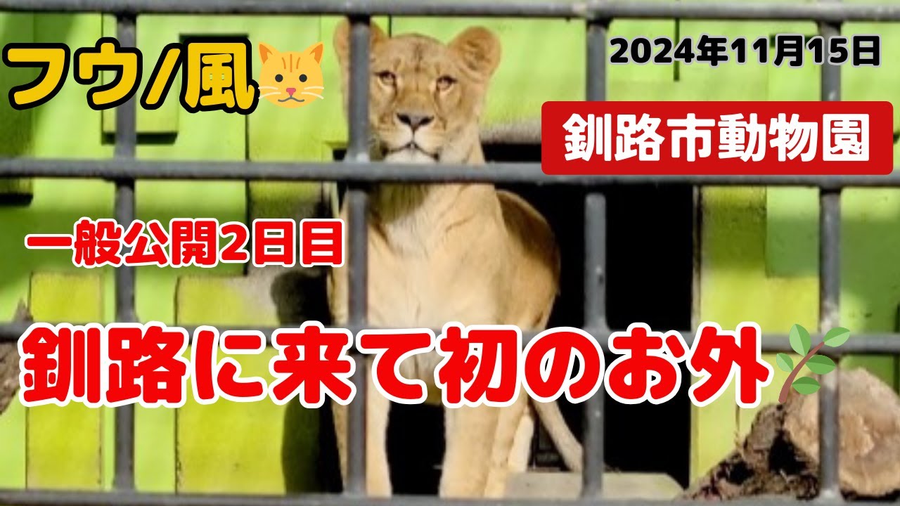 【釧路市動物園】フウ🐱お外デビュー‼️釧路の初💛空気を楽しむ🎉🌞一般公開2日目の様子