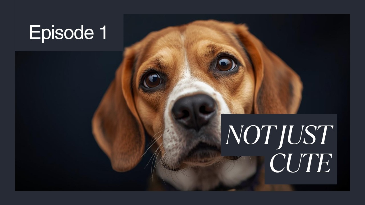 Why Beagles Have Floppy Ears (It’s Not Just for Cuteness)