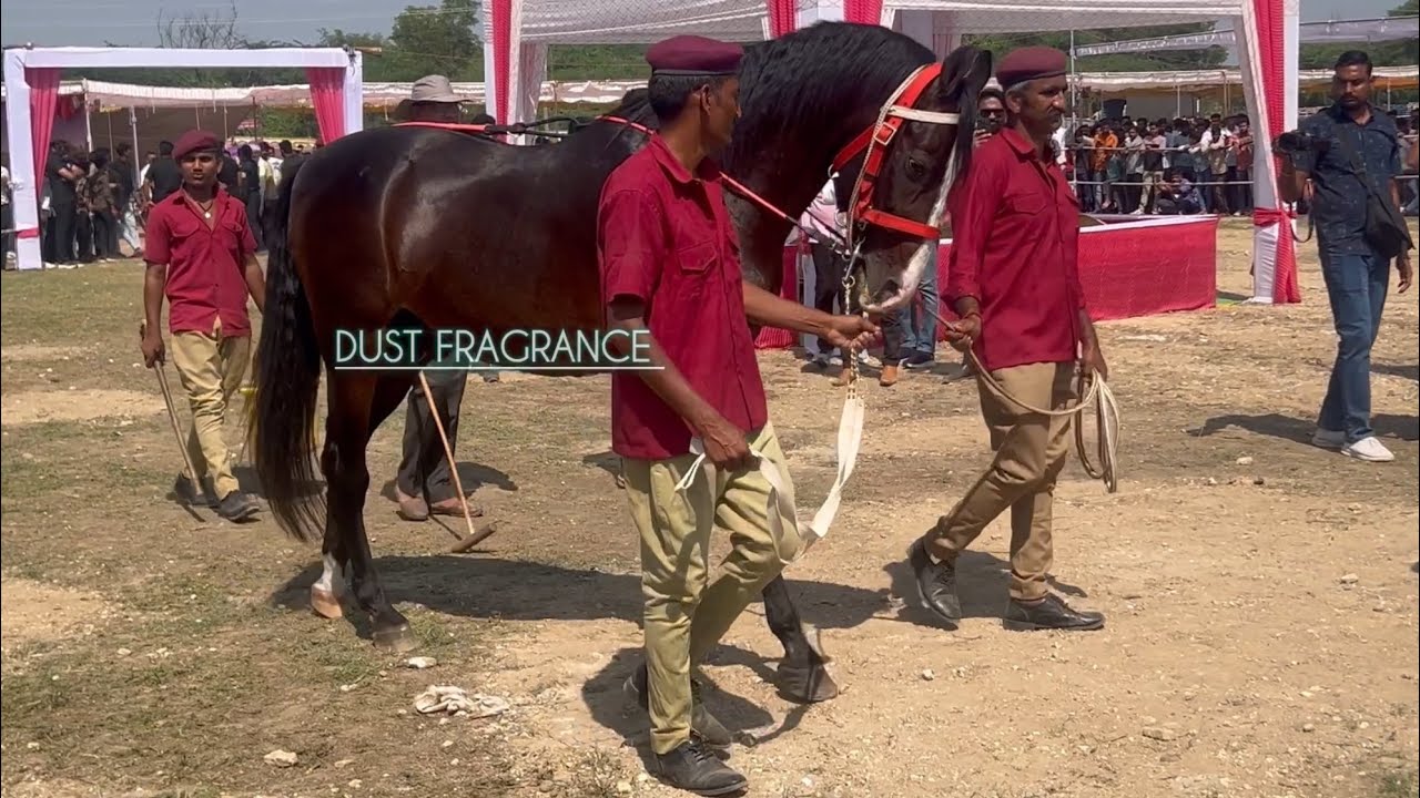 When Pride of Palace  Stallion RAJSWAROOP Reached in Display of Mavali Horse Show 2024
