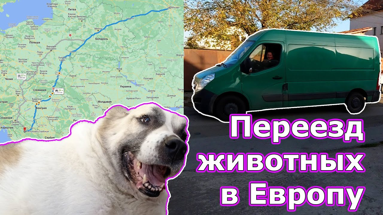 Из России в Сербию/Собака едет в Сербию/ перевозка животных в Европу