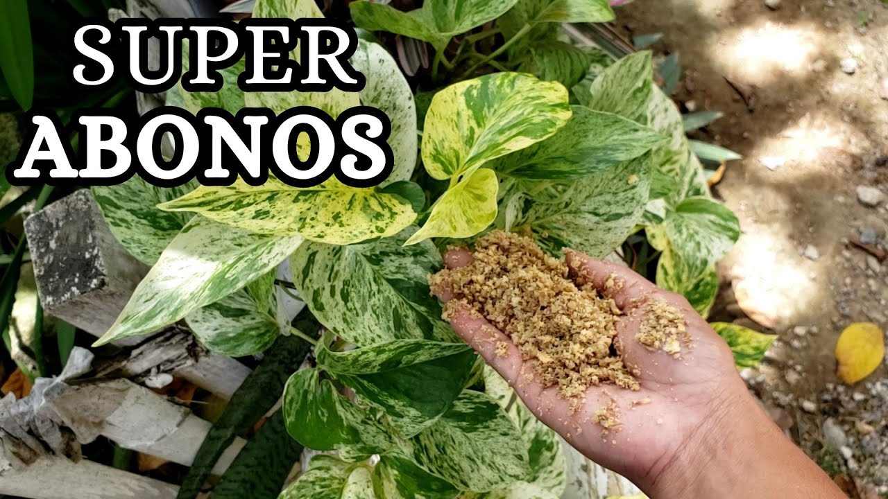 Dos SUPER abonos para todo tipo de plantas