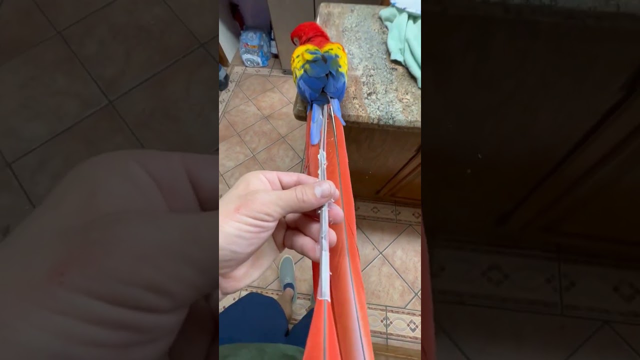 Scarlet macaw parrot