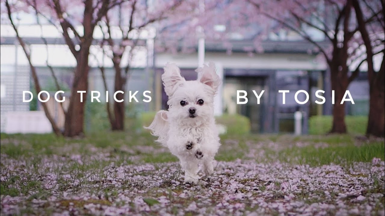 Maltańczyk Tosia sztuczki- Amazing dog tricks by maltase Tosia