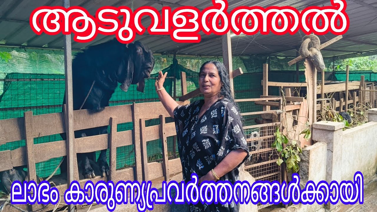 Goat Farm#Sobhana Vijayan#Nedumkandom#idukki