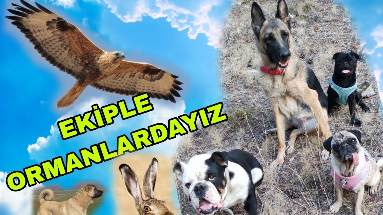 Ormanda Köpeklerimle Yürüyüş Yapıyorum.Yazdan Kalma Video.#dog #dogs #dogvideos #doglove