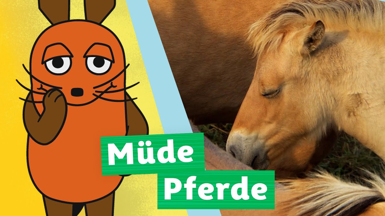 Wie schlafen Pferde? | Die Maus | WDR