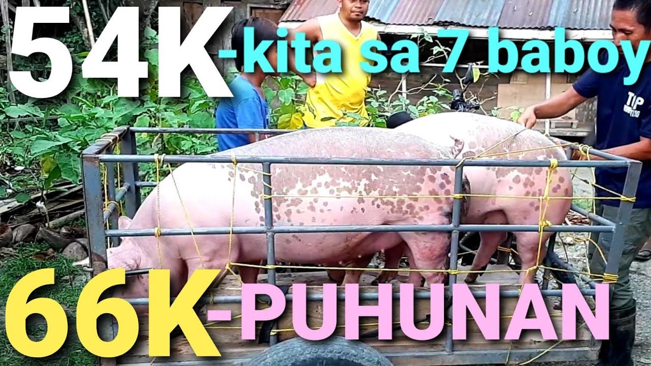 54K KITA SA 7 BABOY | TIPS at DISKARTE PAANO KUMITA NG MALAKI SA BABUYAN