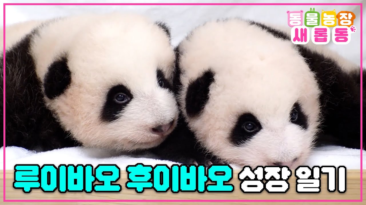 [#새롭동물농장] 동생바오들은 열심히 크고있바오🐼 루이바오와 후이바오의 성장일기🍼 그리고 아이바오의 모성애🥲 /EP.1142 #TV동물농장 #AnimalFarm #SBSstory