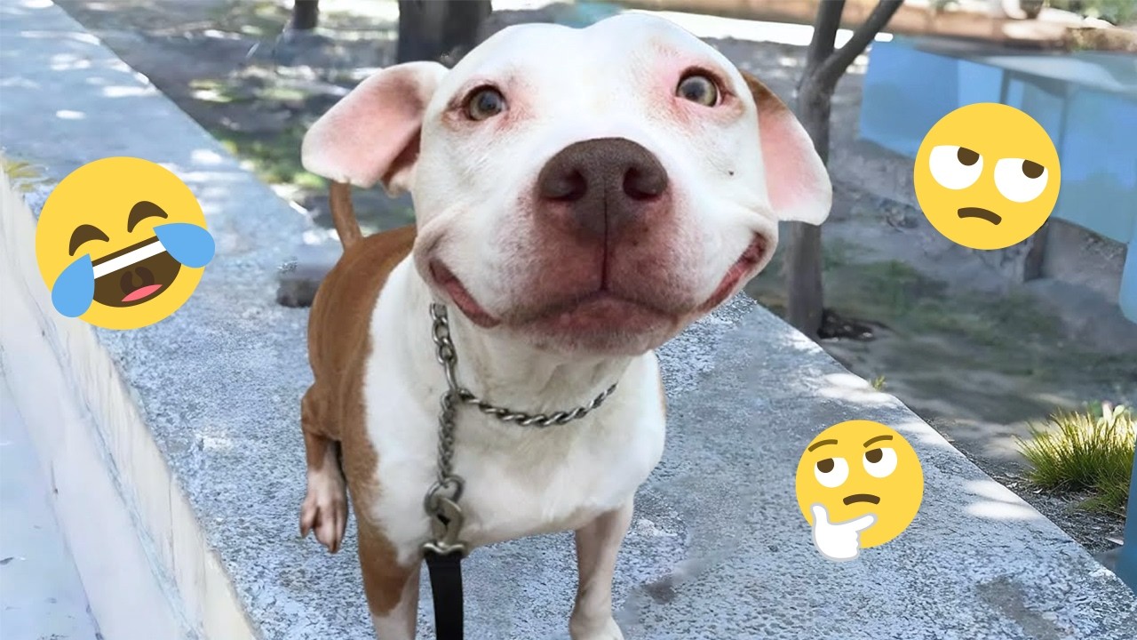 I'm 101% SURE that you will LAUGH EXTREMELY HARD- Funny Dog 2026 #249