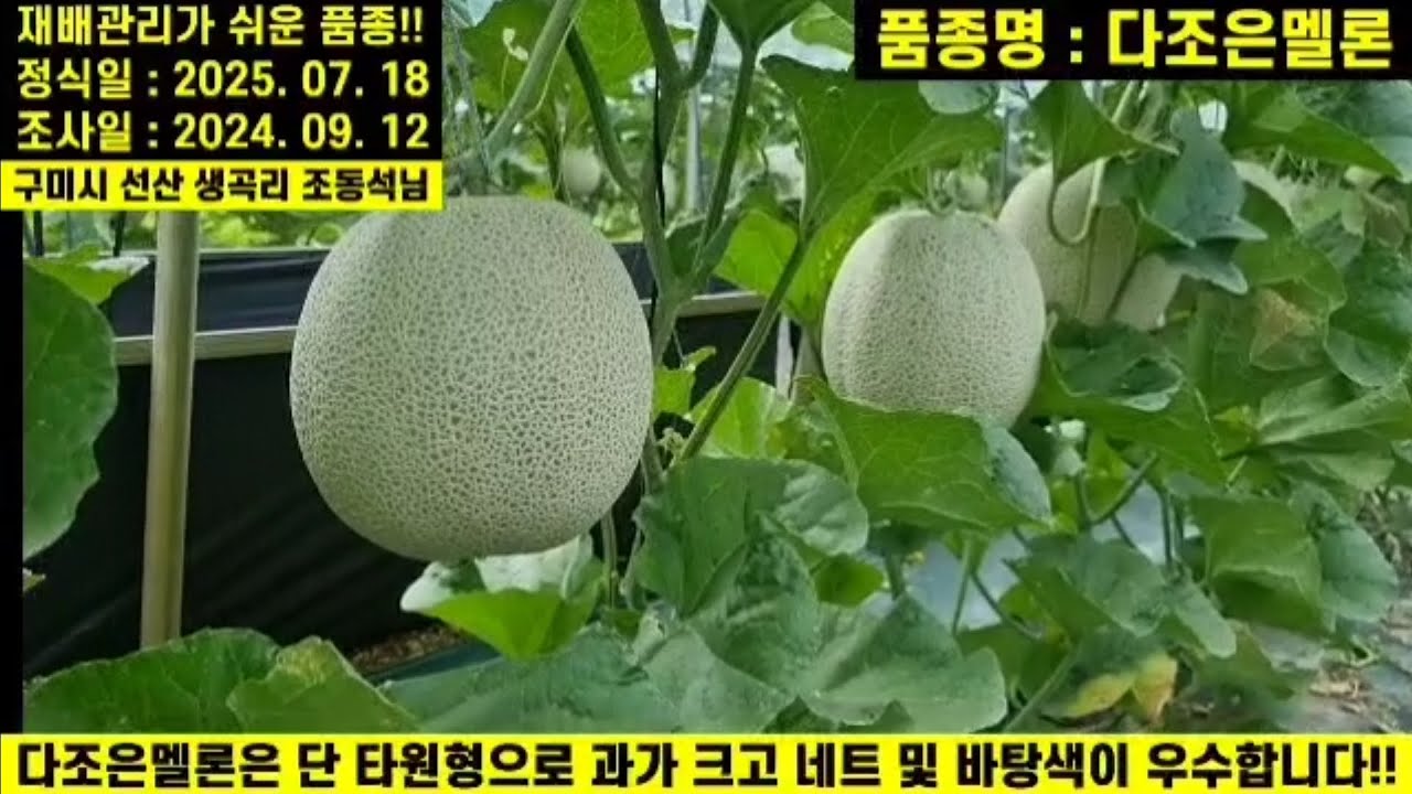[다조은멜론] 뿌리힘 극강!!초세 강!! 관리가 다조은 멜론!! 3월말 ~ 8월초까지 정식 가능한 대과종 멜론!!(구미 선산 생곡 조동석님) #다조은멜론 #네트 #작황우수 #생농