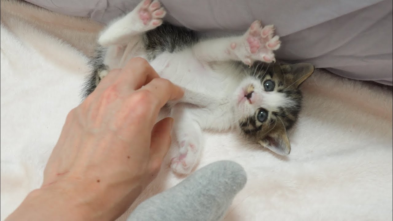 A Baby Kitten's Cute Reaction When they are So happy
