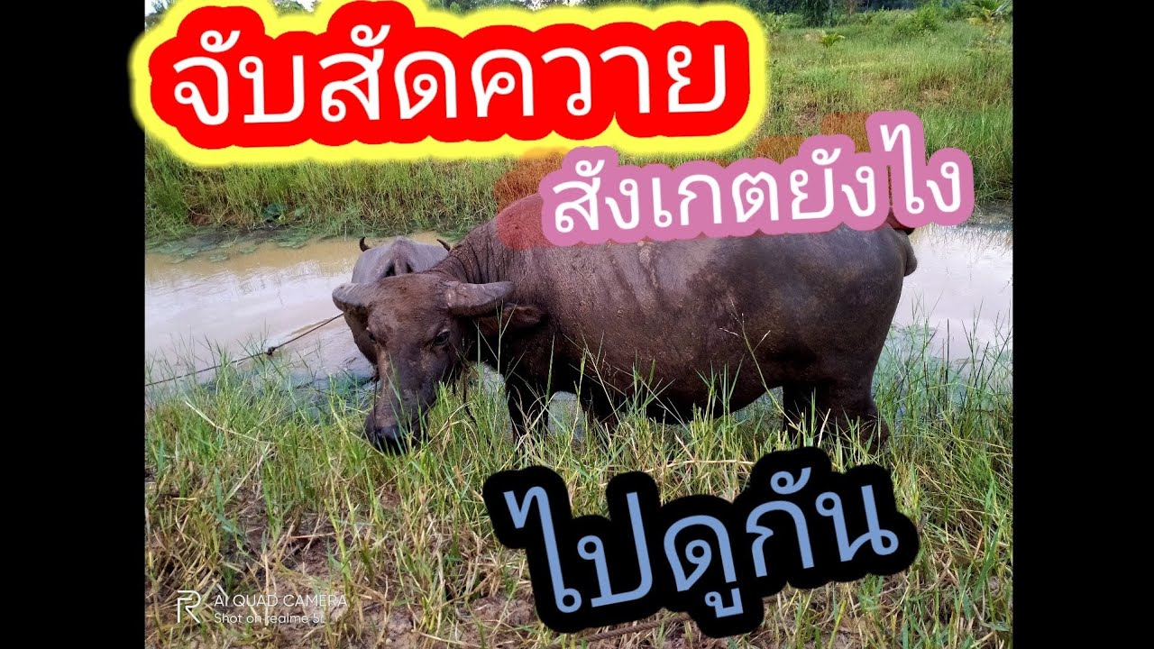 จับสัดควาย,สังเกตยังไง,การจับสัดดูให้ดี