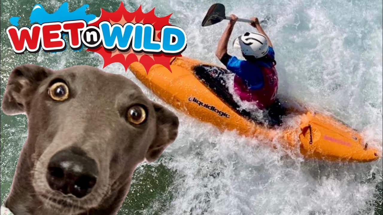 GREYHOUND watches exciting kayaking at Olympic venue