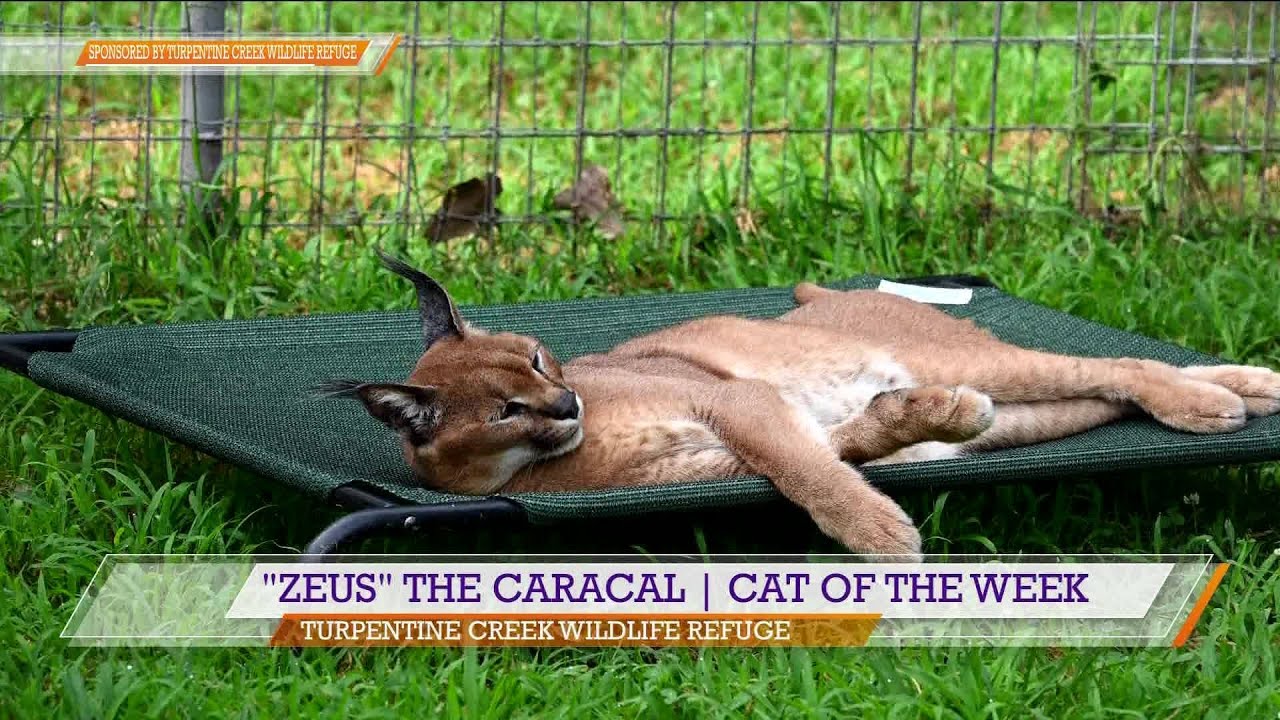 Zeus the Caracal Thrives After Rescue to TCWR Sanctuary