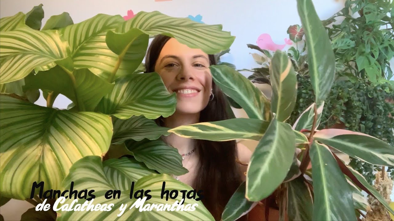Cuidados de las Calateas y Marantas: ¿por qué les salen manchas en las hojas?