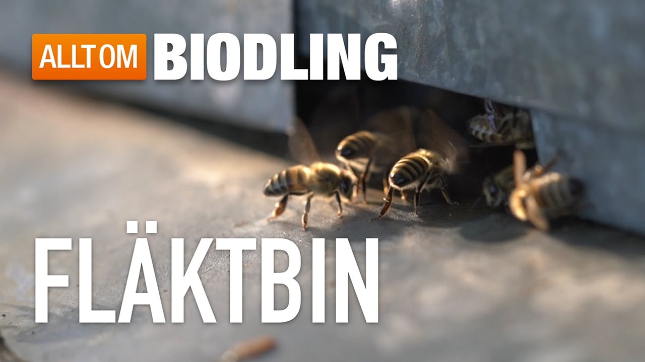 Fläktbin - Bisamhället