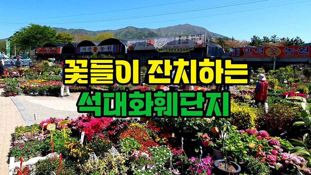 이런 꽃 보셨나요? - 석대화훼단지의 봄꽃