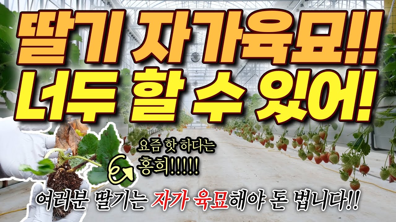 딸기 농부들이 한알에 1,200원이 넘는 홍희를 재배할 수 밖에 없는 이유