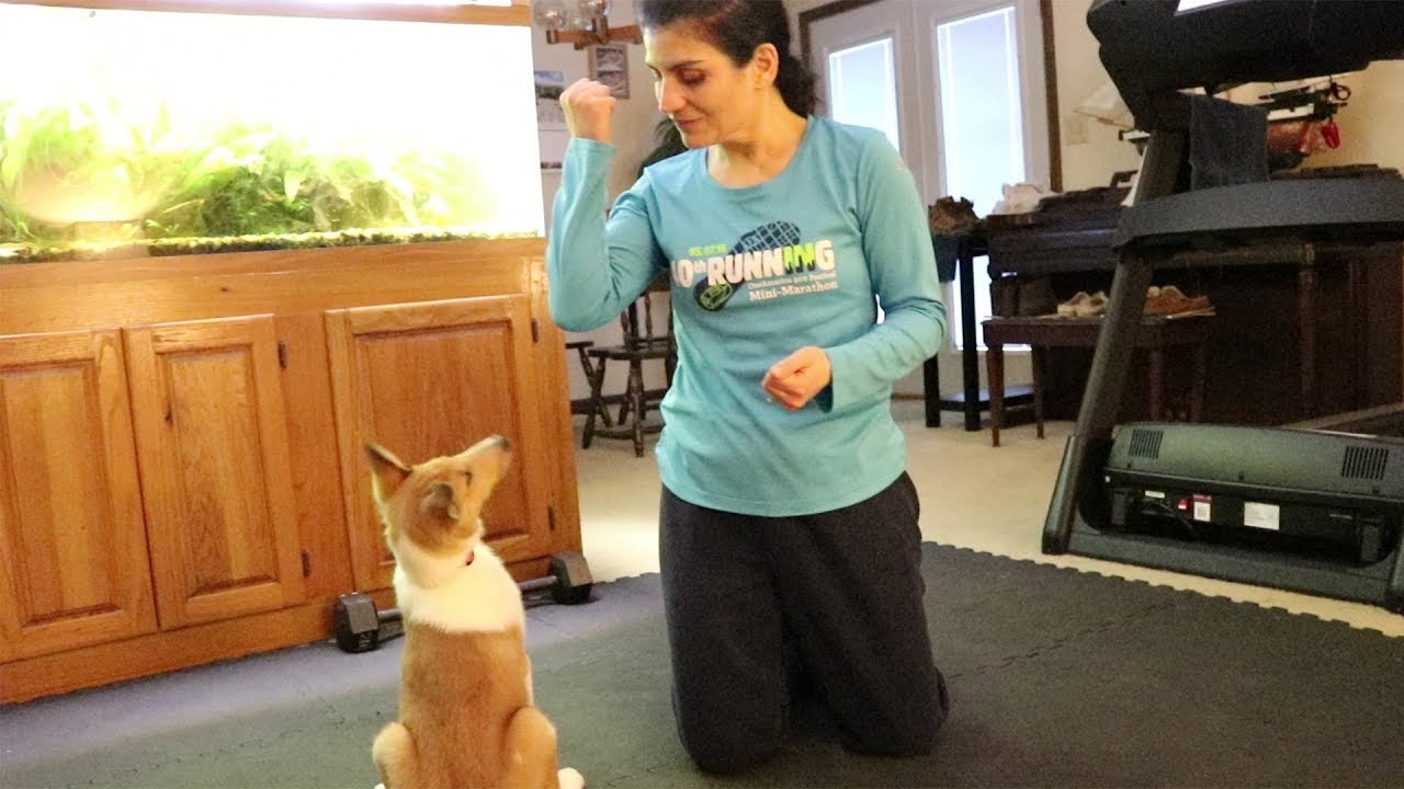 Bingo the Smooth Collie: Three Month Update
