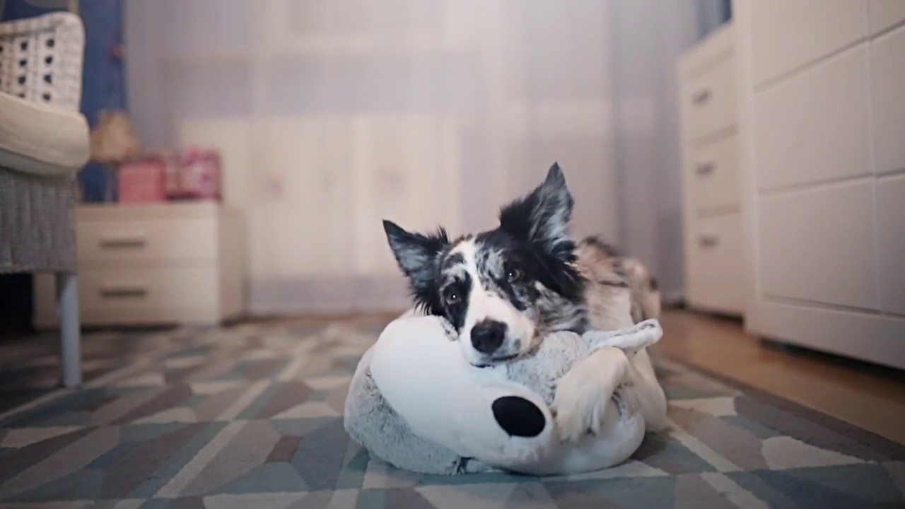 Border Collie Soya ~ 3 years ❤︎