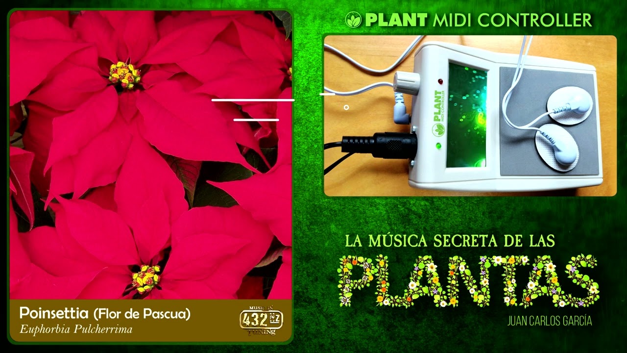 Poinsettia (Flor de Pascua) (432 Hz) - LA MÚSICA SECRETA DE LAS PLANTAS - Juan Carlos García