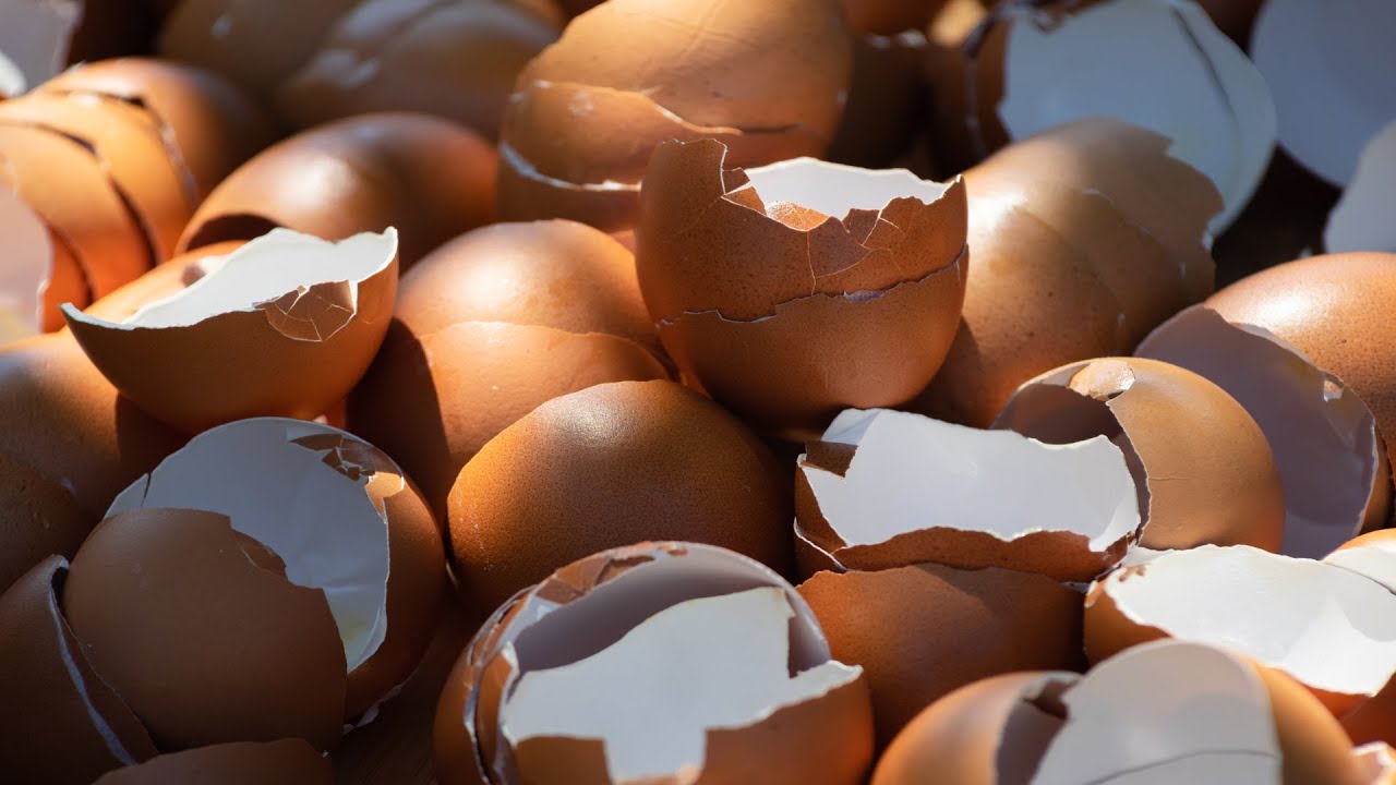 Why You Should Never Put Eggshells Back In The Carton