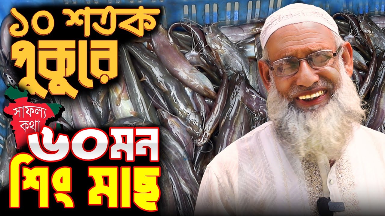 ৬০ মন শিং মাছ চাষ - মাত্র ১০ শতাংশ পুকুরে | শিং মাছ চাষ পদ্ধতি | Catfish farming | Safollo Kotha