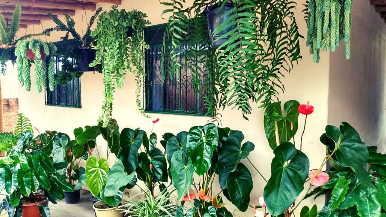 Mostrando as Plantas Pendentes e Verticais da Minha Varanda